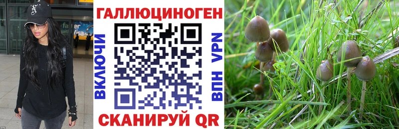 Галлюциногенные грибы Psilocybe  закладки  Баксан 